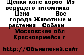 Щенки кане корсо! Из ведущего питомника! › Цена ­ 60 000 - Все города Животные и растения » Собаки   . Московская обл.,Красноармейск г.